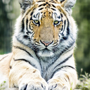  tiger.jpg