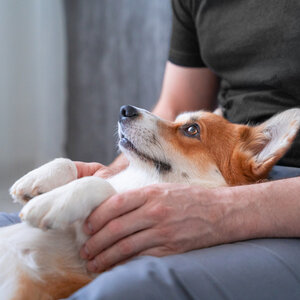  Wie_Tiere_psychotherapeutische_Prozesse_unterstuetzen_koennen.jpg